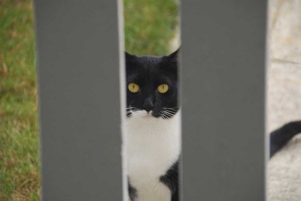 Oregon, Portland Cat looking through yard fence